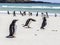 Penguins under Discussion at Falkland Islands