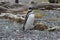 Penguins in Ushuaia