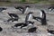 Penguins in Ushuaia