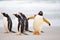 Penguins walking on the beach (Gentoo Penguins, Pygoscelis papua