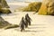 Penguins walking in Boulder Beach