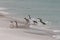 Penguins Walking onto a Beach from the Ocean