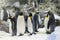 Penguins wildlife animal antartica grop