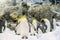 Penguins wildlife animal antartica group