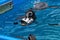 Penguins in a zoo or aquarium swimming above the lovely fresh water black and white small fish or bird hybrids in captivity