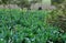 Pengzhou, China: Cauliflower Plants on Sichuan Farm