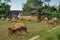 Pengzhou, China: Drying Rice Plant Bundles