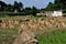 Pengzhou, China: Drying Rice Stalk Bundles