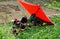 Pengzhou, China: Family Harvesting Spinach