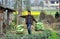 Pengzhou, China: Farmer Carrying Cabbages