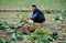 Pengzhou, China: Farmer Harvesting Cabbages