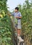 Pengzhou, China: Farmer Picking Green Beans