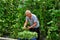 Pengzhou, China: Farmer Picking Green Beans