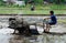 Pengzhou, China: Farmer Plowing Rice Paddy