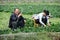 Pengzhou, China: Farmers Cutting Bok Choy