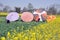 Pengzhou, China: Farmers Harvesting Garlic