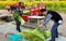 Pengzhou, China: Farmers Loading Garlic