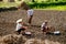 Pengzhou, China: Farmers Planting Garlic