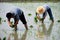 Pengzhou, China: Farmers Planting Rice