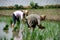 Pengzhou, China: Farmers Planting Rice