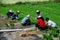 Pengzhou, China: Farmers Planting Rice