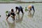 Pengzhou, China: Farmers Planting Rice