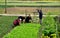 Pengzhou, China: Farmers Planting Seedlings