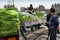 Pengzhou, China: Farmers Washing Garlic Greens