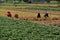 Pengzhou, China: Farmers Working in Field