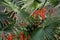 Pengzhou, China: Red Salvia & Palmetto Leaves