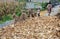 Pengzhou, China: Roadway with Drying Corn Husks