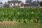 Pengzhou, China: Taro Plants on a Farm