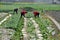 Pengzhou, China: Women Harvesting Radishes