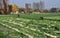 Pengzhou, China: Women Harvesting Radishes