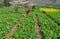 Pengzhou, China: Women Picking Vegetables