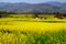 Pengzhou, China: Yellow Rapeseed Flowers