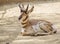 Peninsular Pronghorn antelope