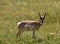 Peninsular Pronghorn Antelope in a Grass Filled Field