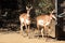 Peninsular Pronghorn (Antilocarpra americana peninsularis), is a species of artiodactyl mammal indigenous