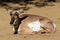 Peninsular Pronghorn (Antilocarpra americana peninsularis), is a species of artiodactyl mammal indigenous