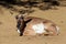 Peninsular Pronghorn (Antilocarpra americana peninsularis), is a species of artiodactyl mammal indigenous