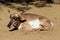 Peninsular Pronghorn (Antilocarpra americana peninsularis), is a species of artiodactyl mammal indigenous