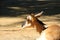 Peninsular Pronghorn (Antilocarpra americana peninsularis), is a species of artiodactyl mammal indigenous