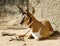 Peninsular Pronghorn male.