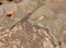 Peninsular rock agama / South Indian rock agama(Psammophilus dorsalis) Female sitting on Rock