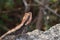 Peninsular Rock Agamas lizard photo