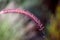 Penisetum: purple ornamental grass plume