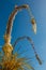 Penjor poles for Galungan celebration, Bali Island, Indonesia