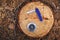 Penknife and compass on stump sawn pine tree against background forest litter pine needles