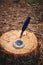 Penknife and compass on stump sawn pine tree against background forest litter pine needles